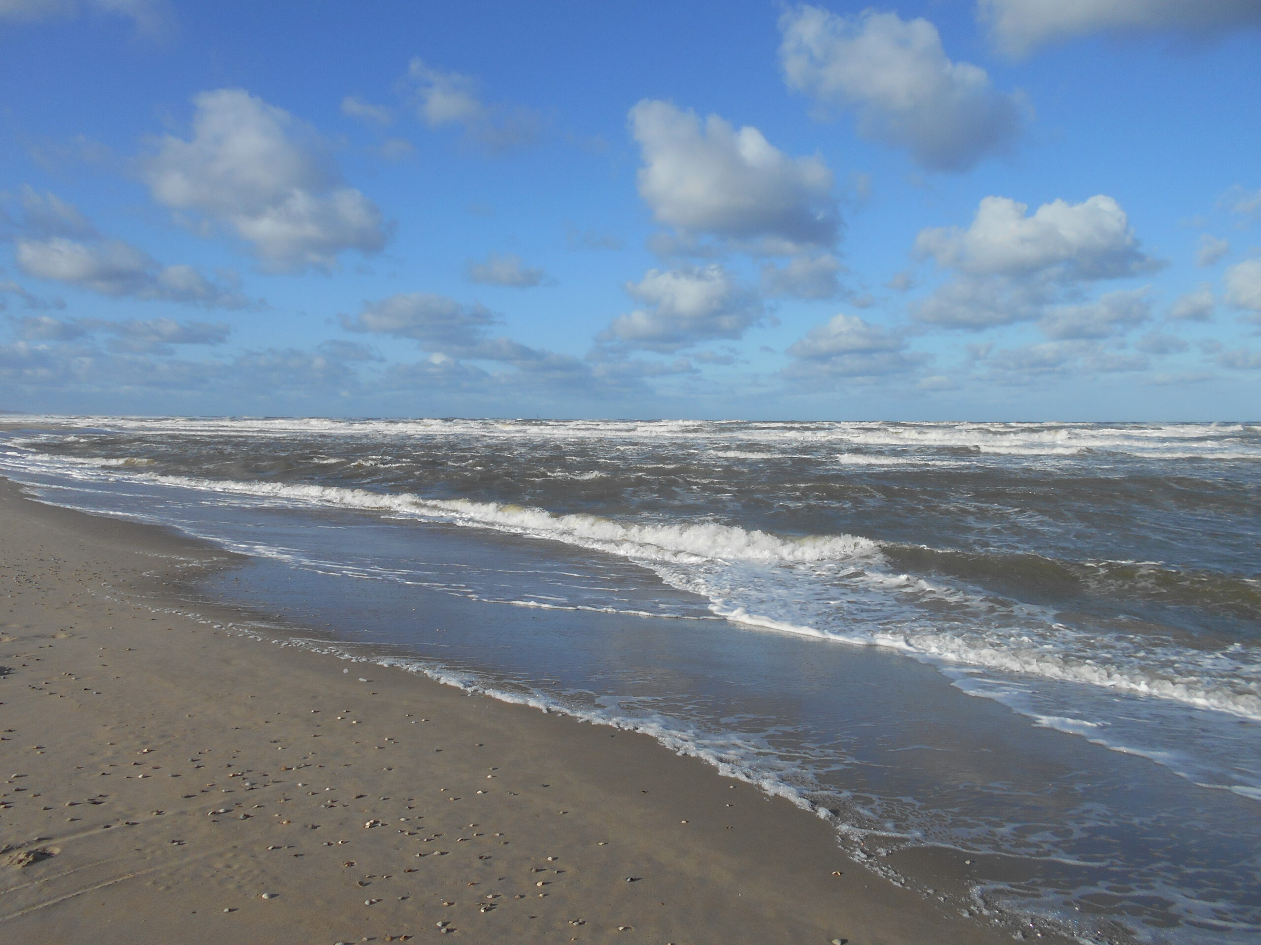 Texel